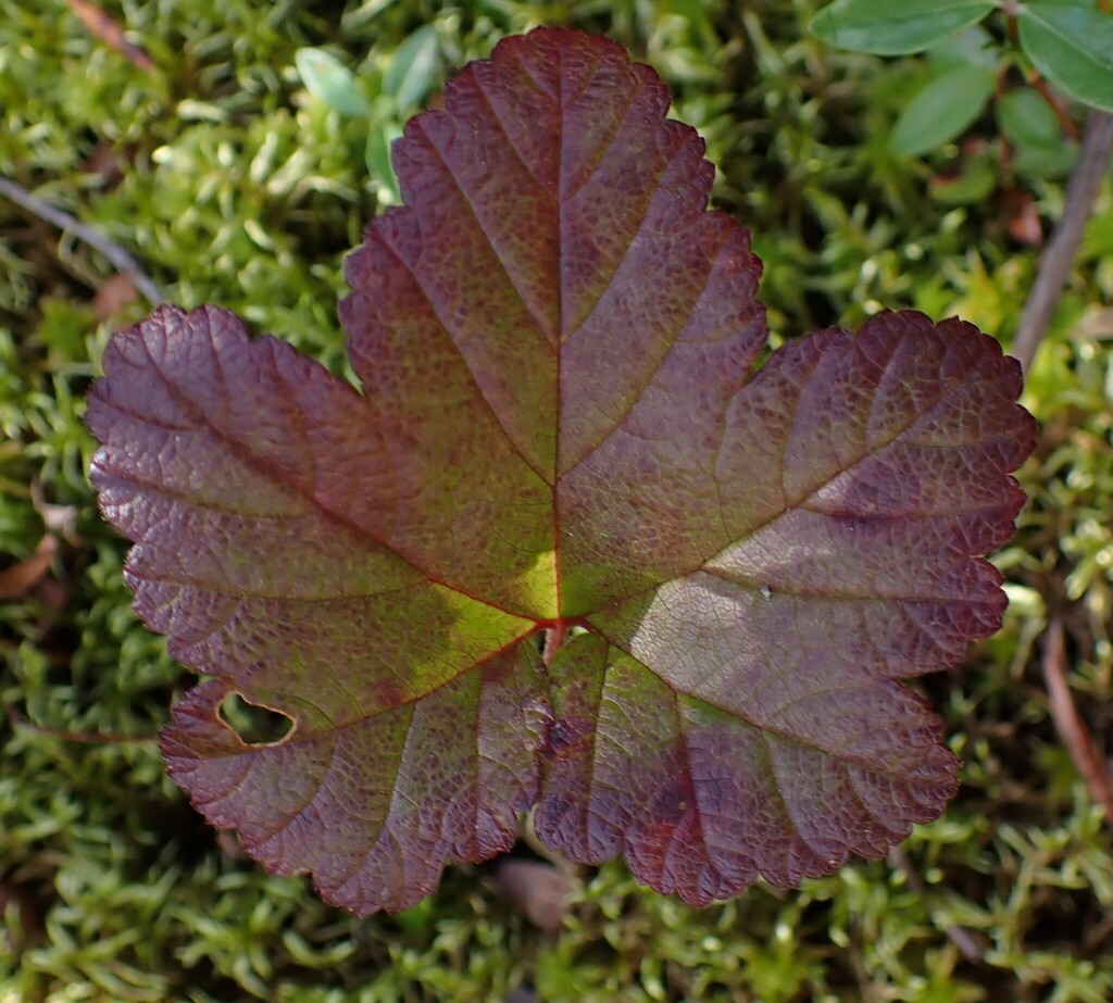 Rubus chamaemorus; photograph author not stated, no rights reserved