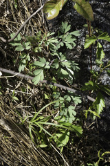 Capnoides sempervirens