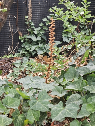 Orobanche hederae, photograph 4