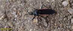 Ectrychotes andreae