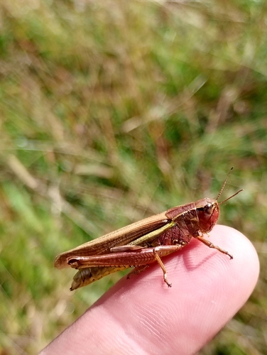 Large Marsh Grasshopper