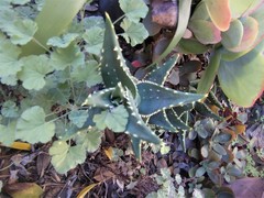 Aloe distans
