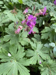 Geranium macrorrhizum