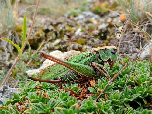 Wart-biter