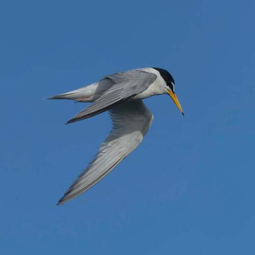 iNaturalist image