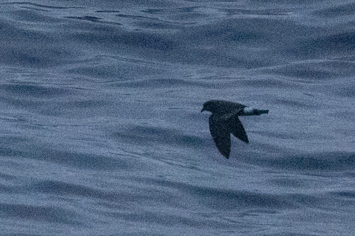 Paíño de Madeira (Hydrobates castro)