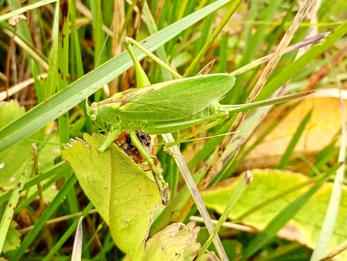 Upland Green Bush-cricket