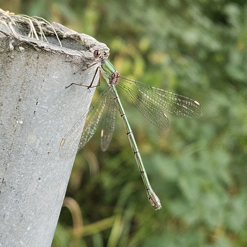 Western Willow Spreadwing