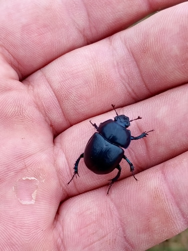 Woodland Dor Beetle