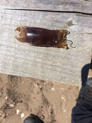 Scyliorhinus stellaris