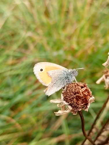 Small Heath