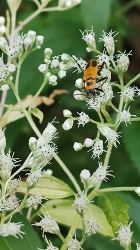 Goldenrod Soldier Beetle
