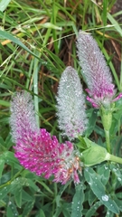 Trifolium rubens