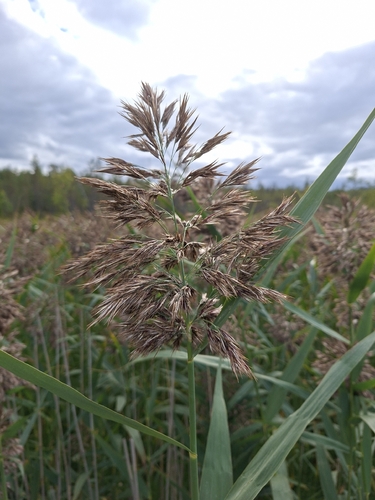 common reed