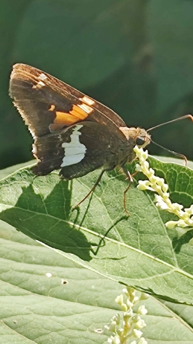 Silver-spotted Skipper