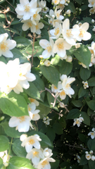 Philadelphus coronarius