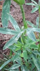 Trifolium rubens