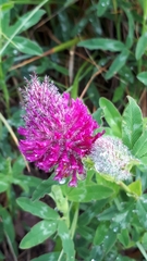 Trifolium rubens