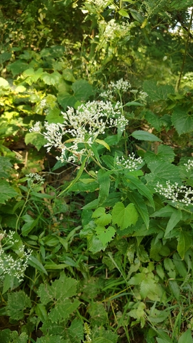 late boneset