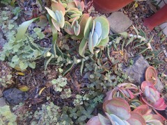 Aloe distans