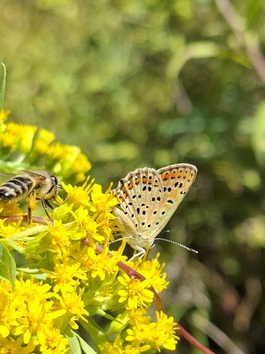 Sooty Copper