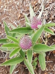 Trifolium rubens