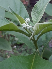 Solanum bicolor