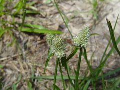 Cyperus sesquiflorus sesquiflorus