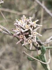Tweedia birostrata