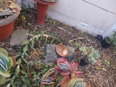 Aloe distans
