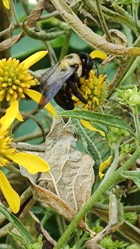 Eastern Carpenter Bee