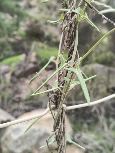 Tweedia birostrata, photograph 2