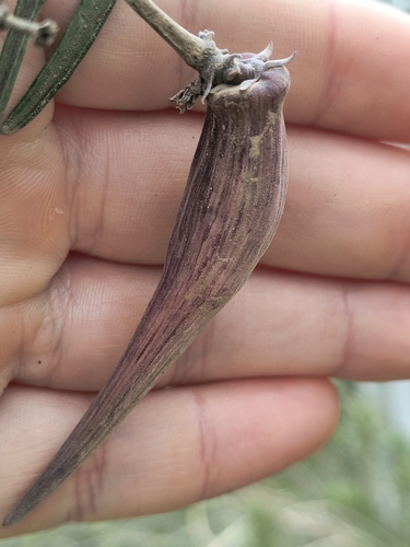 Tweedia birostrata, photograph 3