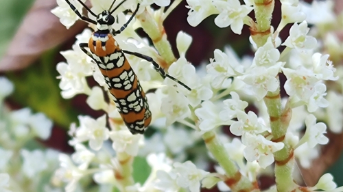 Ailanthus Webworm Moth