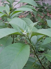 Solanum bicolor