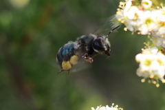 Andrena cerasifolii