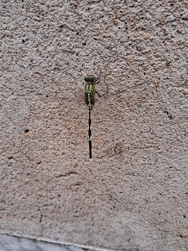 Slender Skimmer