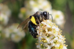 Andrena cerasifolii