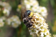 Andrena cerasifolii