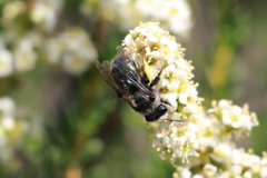 Andrena cerasifolii