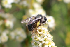 Andrena cerasifolii