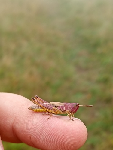 Meadow Grasshopper