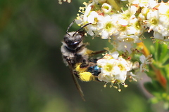 Andrena cerasifolii