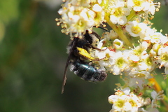Andrena cerasifolii