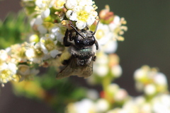Andrena cerasifolii