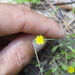 Wright's Dwarfdandelion - Photo (c) Jed Aplaca, some rights reserved (CC BY-NC), uploaded by Jed Aplaca