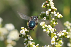 Andrena cerasifolii