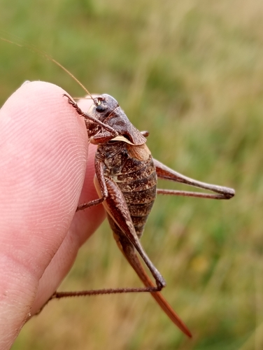 Transylvanian Dark Bush-cricket