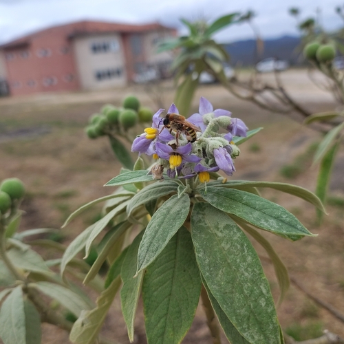 Five-striped Melipona