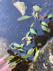 author not stated, no rights reserved Potamogeton polygonifolius, photograph author not stated, no rights reserved